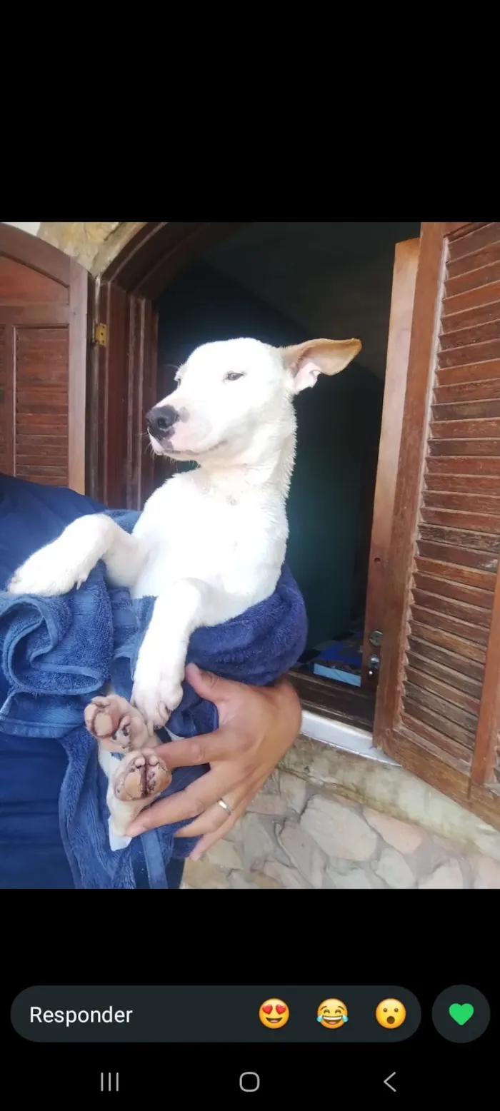 Cachorro raça SRD-ViraLata idade 7 a 11 meses nome White