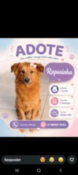 Raposinha