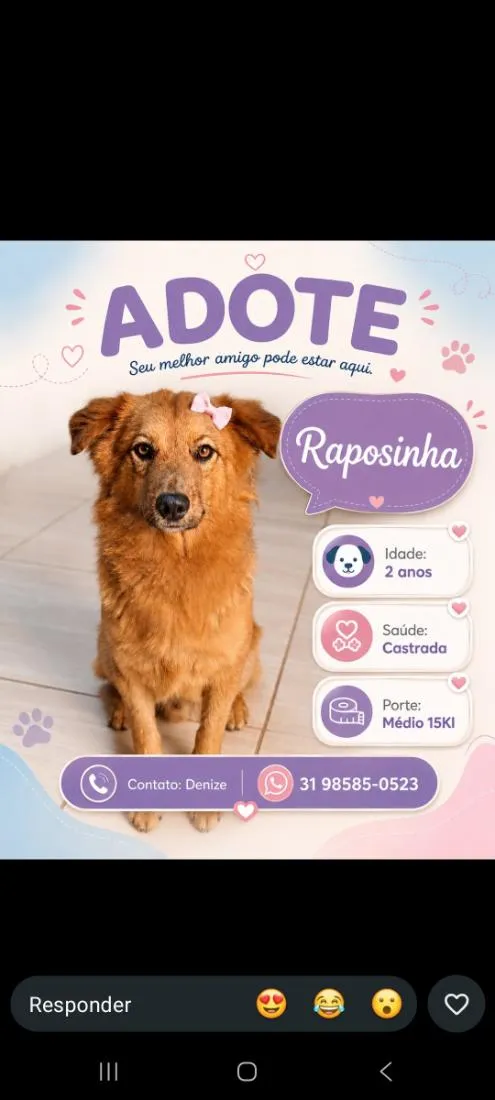 Cachorro raça SRD-ViraLata idade 2 anos nome Raposinha