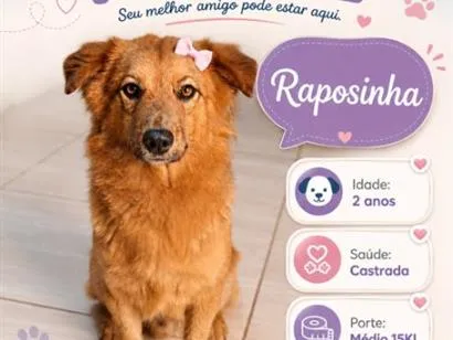 Cachorro raça SRD-ViraLata idade 2 anos nome Raposinha