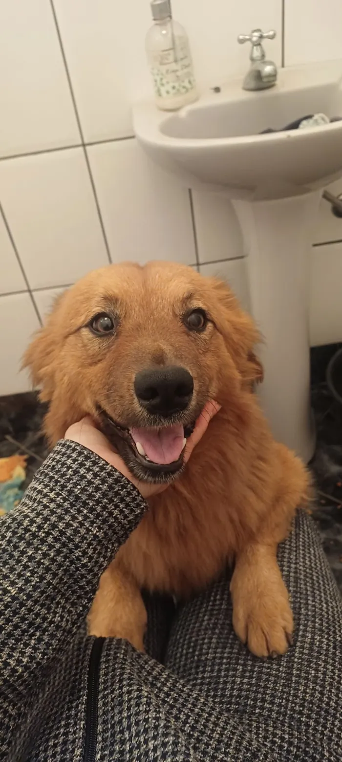 Cachorro raça SRD-ViraLata idade 2 anos nome Raposinha