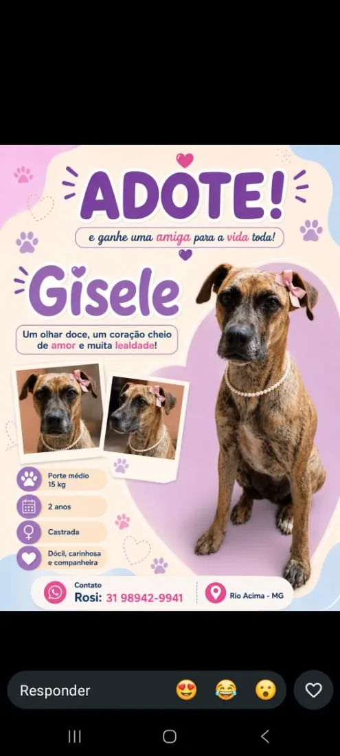 Cachorro raça SRD-ViraLata idade 2 anos nome Gisele