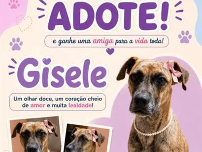 Cachorro raça SRD-ViraLata idade 2 anos nome Gisele