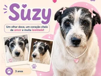Cachorro raça SRD-ViraLata idade 3 anos nome Suzy