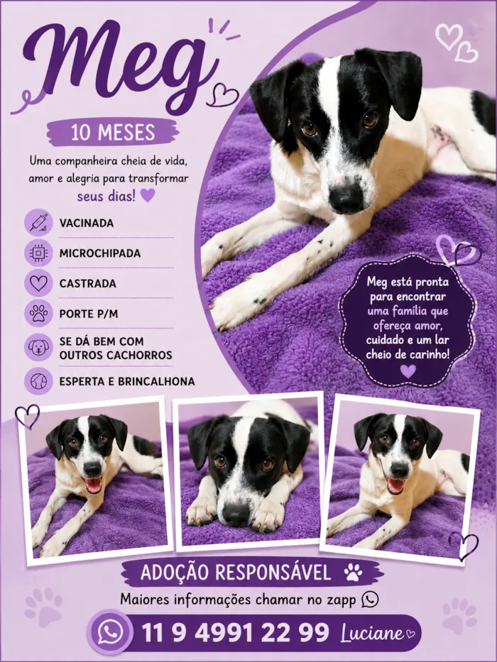 Cachorro raça SRD-ViraLata idade 7 a 11 meses nome Meg