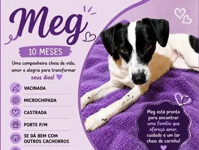 Cachorro raça SRD-ViraLata idade 7 a 11 meses nome Meg