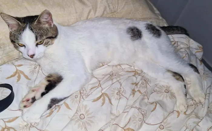 Gato raça SRD-ViraLata idade 7 a 11 meses nome Aristóteles 