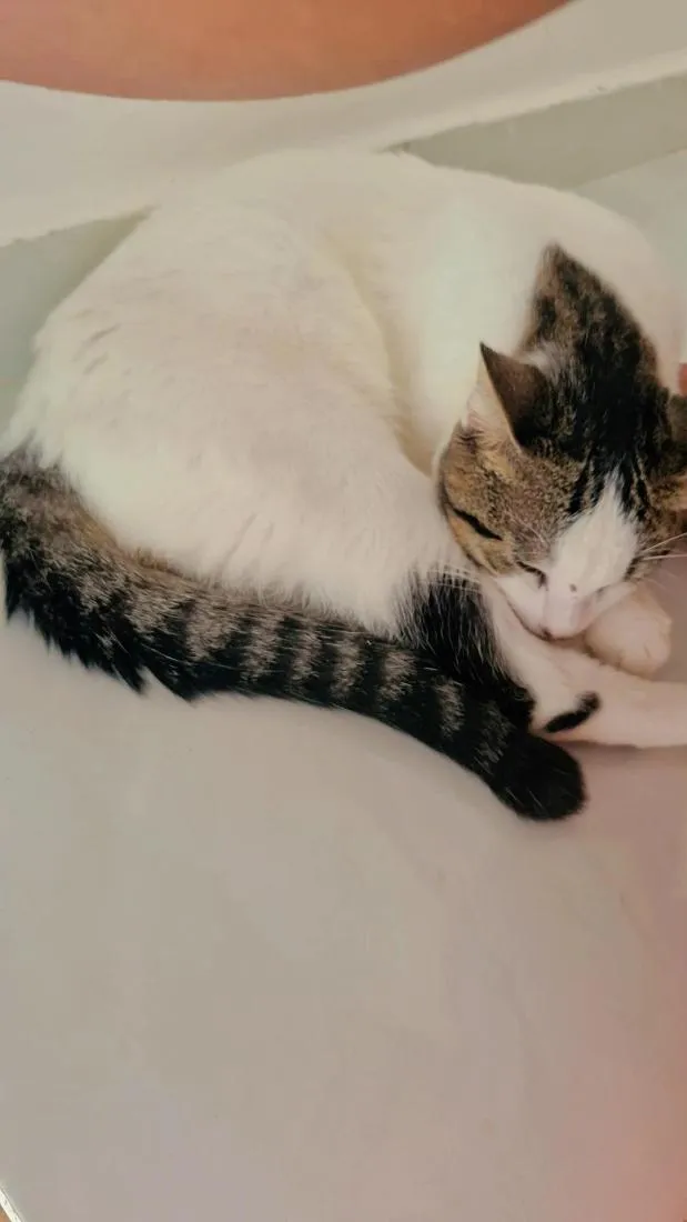 Gato raça SRD-ViraLata idade 7 a 11 meses nome Aristóteles 