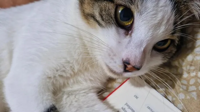 Gato raça SRD-ViraLata idade 7 a 11 meses nome Aristóteles 
