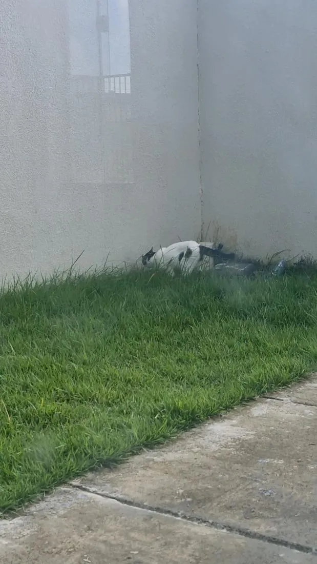 Gato raça SRD-ViraLata idade 7 a 11 meses nome Aristóteles 
