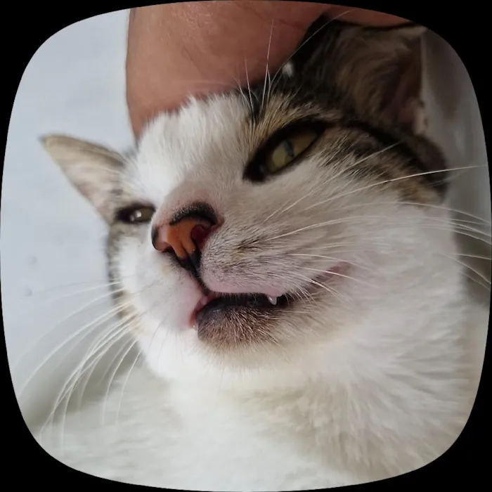 Gato raça SRD-ViraLata idade 7 a 11 meses nome Aristóteles 