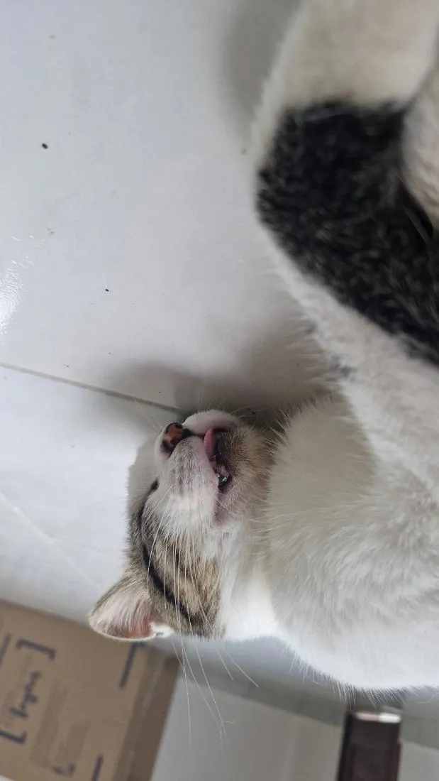 Gato raça SRD-ViraLata idade 7 a 11 meses nome Aristóteles 