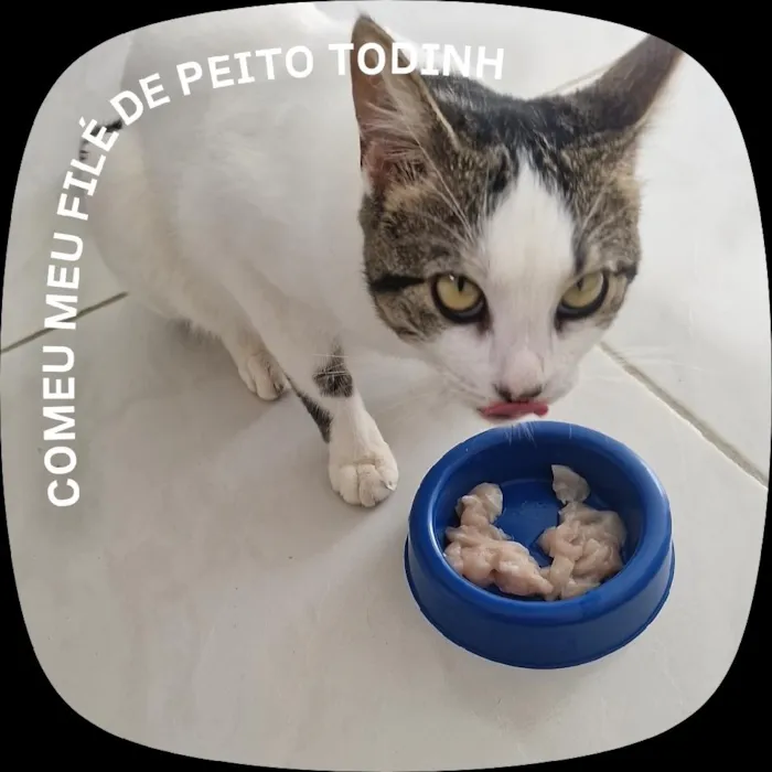 Gato raça SRD-ViraLata idade 7 a 11 meses nome Aristóteles 