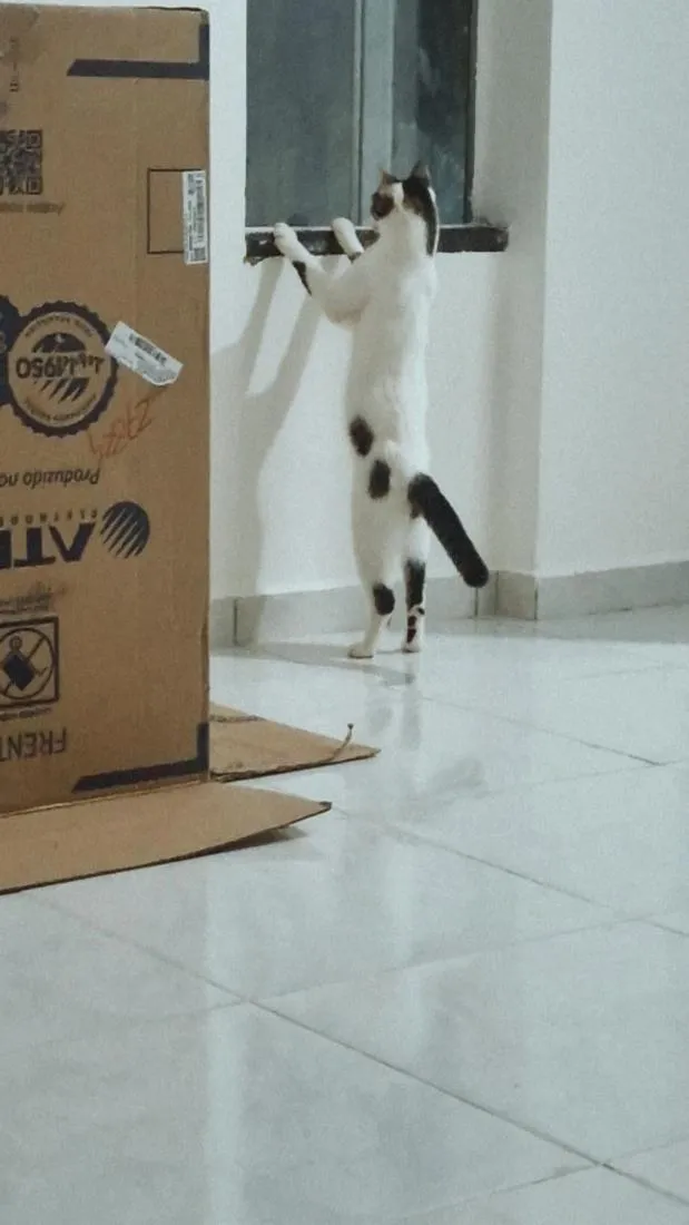 Gato raça SRD-ViraLata idade 7 a 11 meses nome Aristóteles 