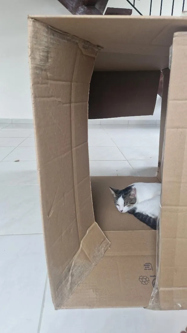 Gato raça SRD-ViraLata idade 7 a 11 meses nome Aristóteles 