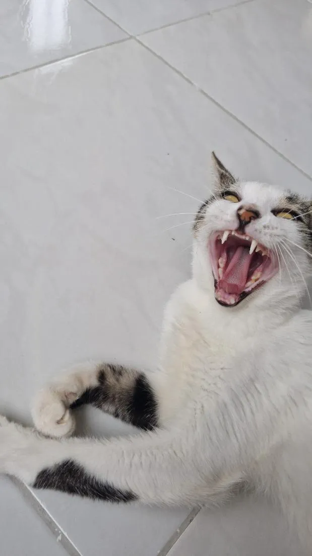 Gato raça SRD-ViraLata idade 7 a 11 meses nome Aristóteles 