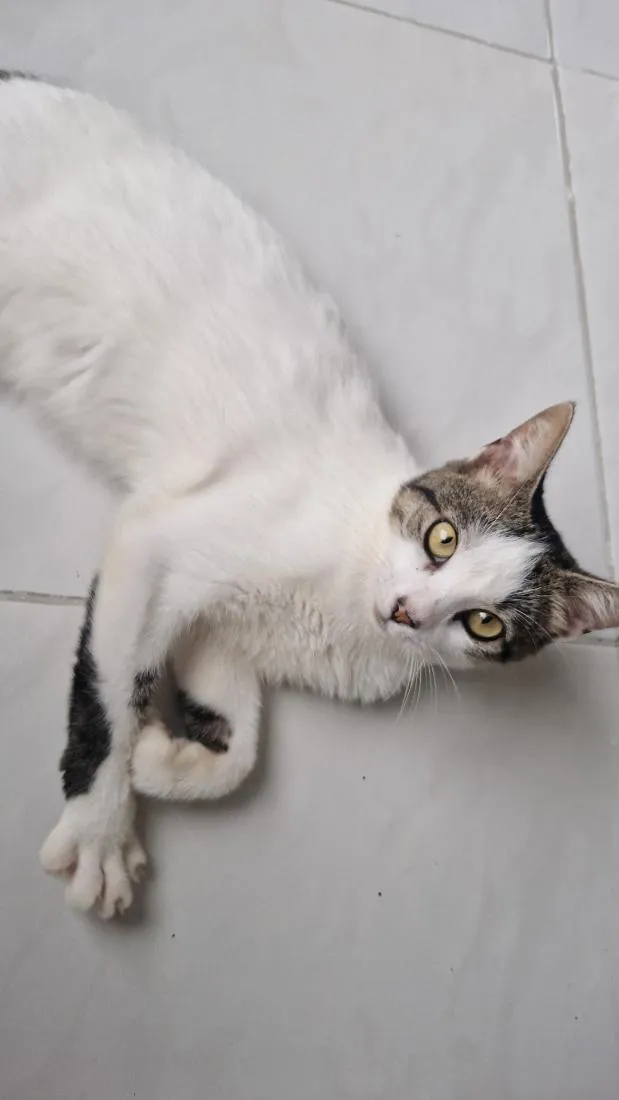 Gato raça SRD-ViraLata idade 7 a 11 meses nome Aristóteles 