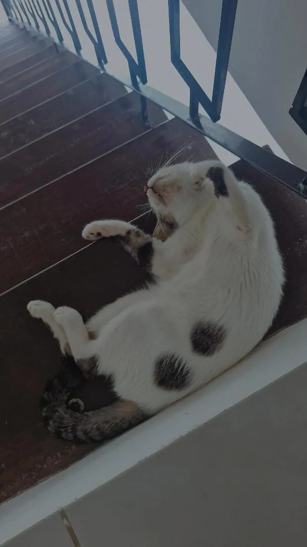 Gato raça SRD-ViraLata idade 7 a 11 meses nome Aristóteles 