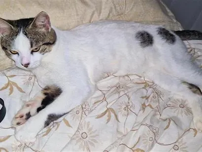 Gato raça SRD-ViraLata idade 7 a 11 meses nome Aristóteles 