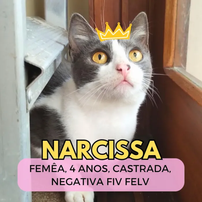 Gato raça SRD-ViraLata idade 4 anos nome Narcissa