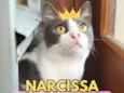 Narcissa