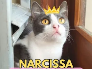 Gato raça SRD-ViraLata idade 4 anos nome Narcissa