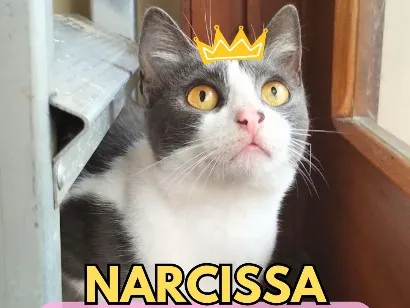 Gato raça SRD-ViraLata idade 4 anos nome Narcissa