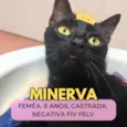 Minerva