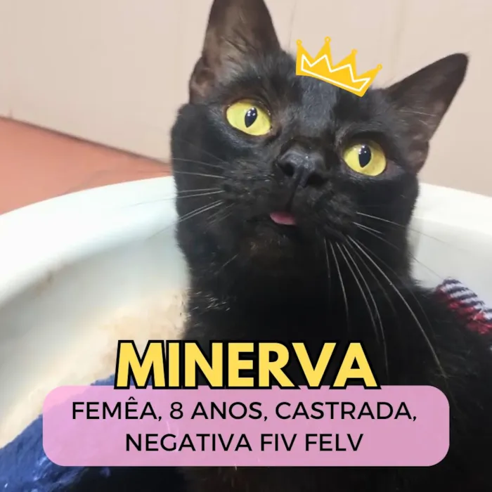 Gato raça SRD-ViraLata idade 6 ou mais anos nome Minerva