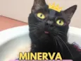 Minerva