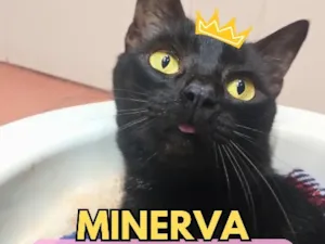Gato raça SRD-ViraLata idade 6 ou mais anos nome Minerva