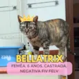 Bellatrix
