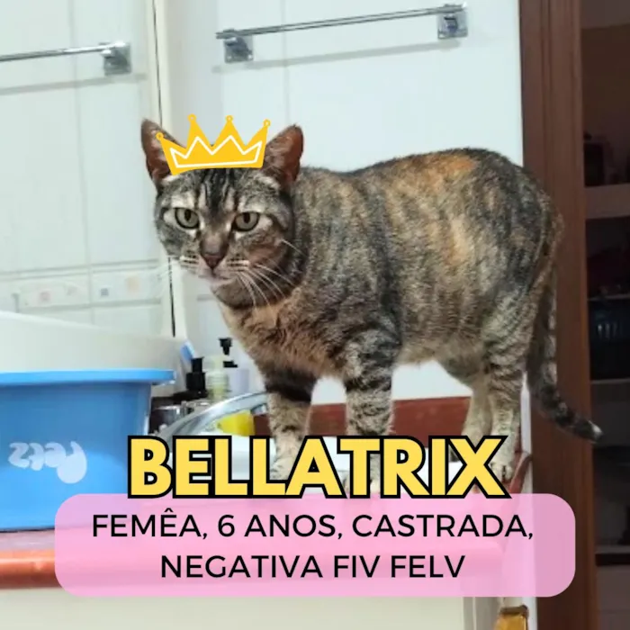 Gato raça SRD-ViraLata idade 6 ou mais anos nome Bellatrix