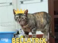 Bellatrix
