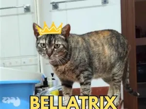 Gato raça SRD-ViraLata idade 6 ou mais anos nome Bellatrix