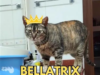 Gato raça SRD-ViraLata idade 6 ou mais anos nome Bellatrix