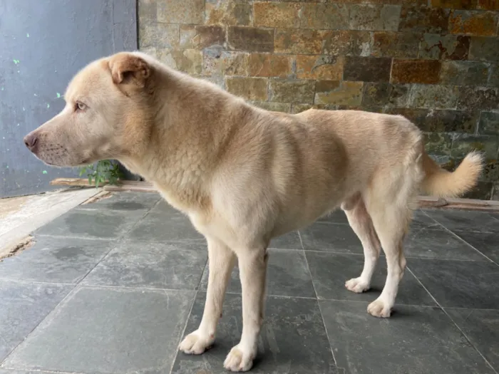 Cachorro raça SRD-ViraLata idade 6 ou mais anos nome Zeus
