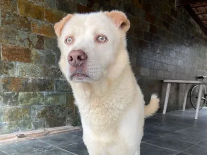 Cachorro raça SRD-ViraLata idade 6 ou mais anos nome Zeus