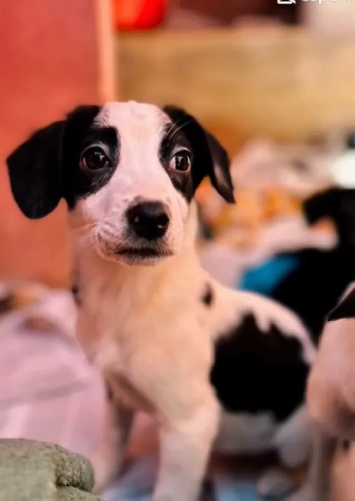 Cachorro raça SRD-ViraLata idade 2 a 6 meses nome FILHOTES