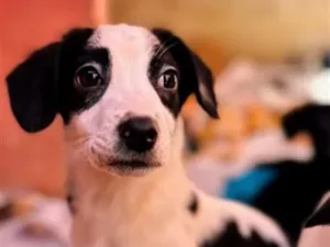 Cachorro raça SRD-ViraLata idade 2 a 6 meses nome FILHOTES