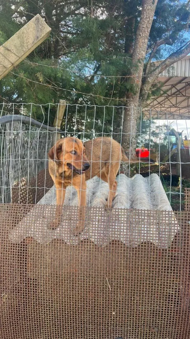 Cachorro raça SRD-ViraLata idade 4 anos nome Cida