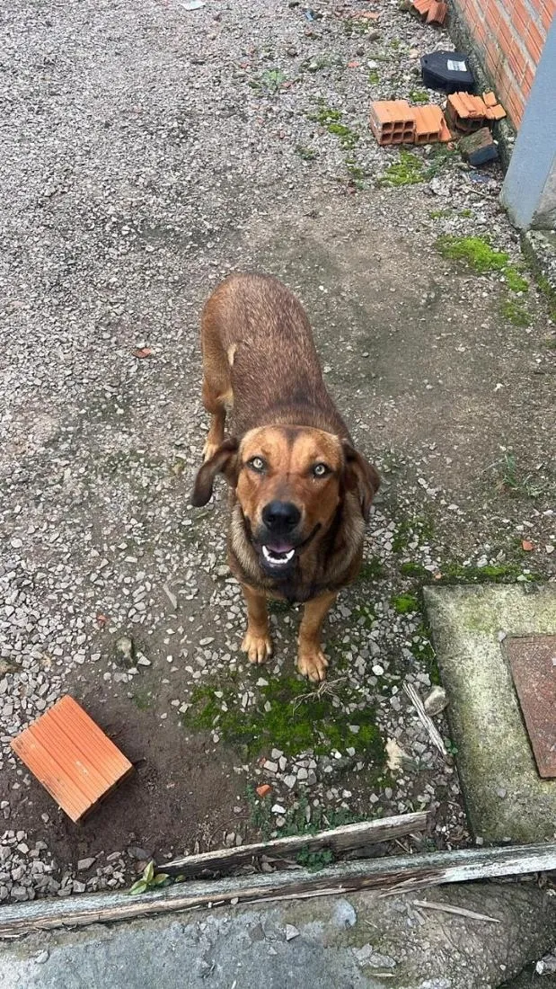 Cachorro raça SRD-ViraLata idade 4 anos nome Cida