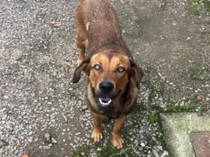 Cachorro raça SRD-ViraLata idade 4 anos nome Cida