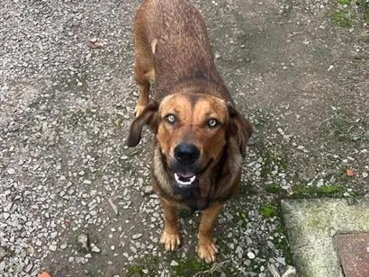 Cachorro raça SRD-ViraLata idade 4 anos nome Cida