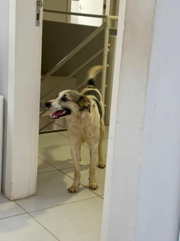 Cachorro raça SRD-ViraLata idade 1 ano nome Mosquito