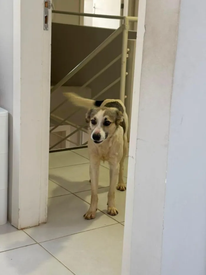 Cachorro raça SRD-ViraLata idade 1 ano nome Mosquito