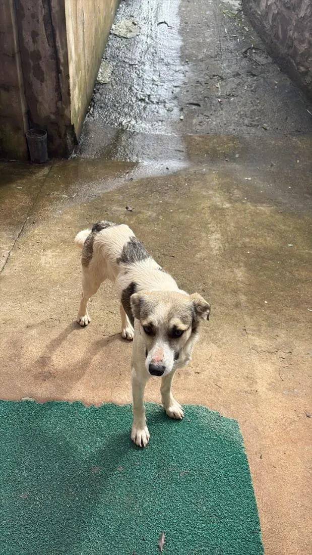 Cachorro raça SRD-ViraLata idade 1 ano nome Mosquito