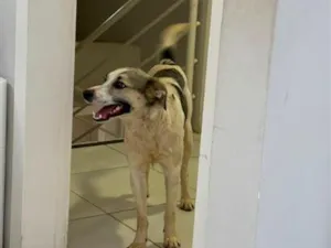 Cachorro raça SRD-ViraLata idade 1 ano nome Mosquito