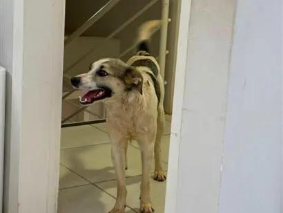 Cachorro raça SRD-ViraLata idade 1 ano nome Mosquito
