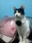 Hugo